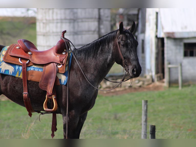 American Quarter Horse Gelding 6 years 15 hh Roan-Blue in Sonora KY