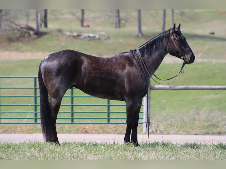 American Quarter Horse Gelding 6 years 15 hh Roan-Blue in Sonora KY