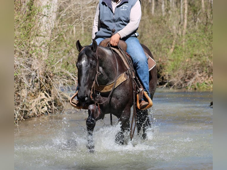 American Quarter Horse Gelding 6 years 15 hh Roan-Blue in Sonora KY