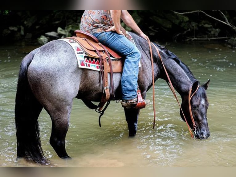 American Quarter Horse Gelding 6 years 15 hh Roan-Blue in Katy