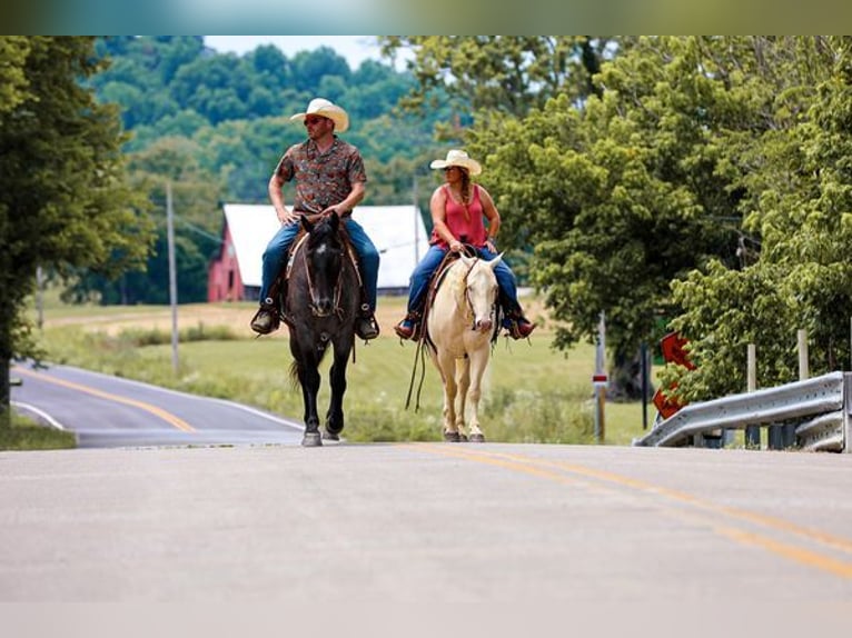 American Quarter Horse Gelding 6 years 15 hh Roan-Blue in Katy