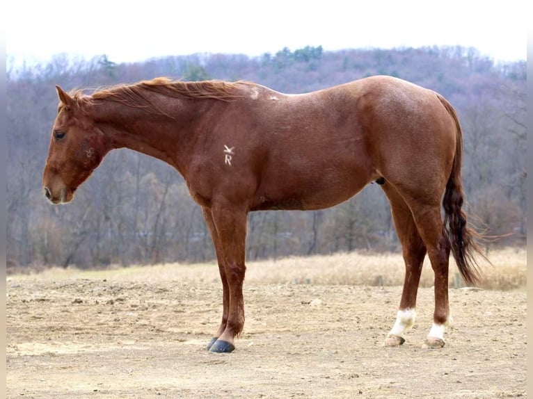 American Quarter Horse Gelding 6 years 15 hh Roan-Red in Beaver Springs