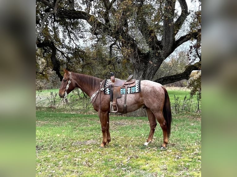 American Quarter Horse Gelding 6 years 15 hh Roan-Red in Gerber