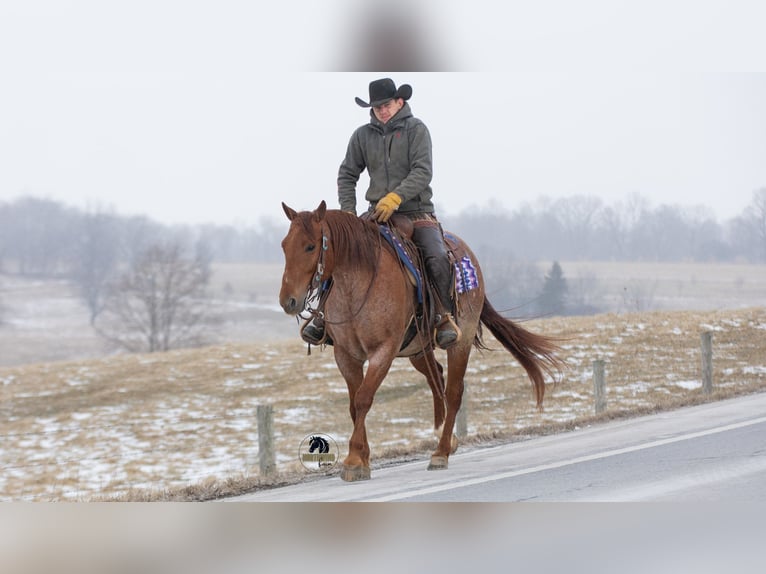 American Quarter Horse Gelding 6 years 15 hh Roan-Red in Fredericksburg