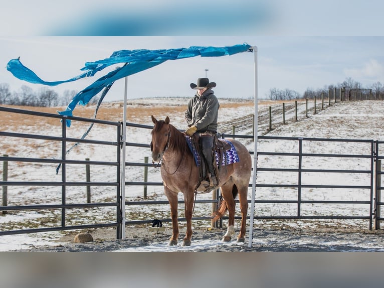 American Quarter Horse Gelding 6 years 15 hh Roan-Red in Fredericksburg