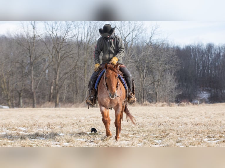American Quarter Horse Gelding 6 years 15 hh Roan-Red in Fredericksburg