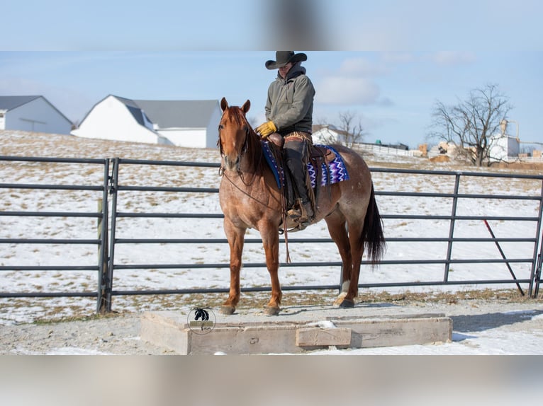 American Quarter Horse Gelding 6 years 15 hh Roan-Red in Fredericksburg