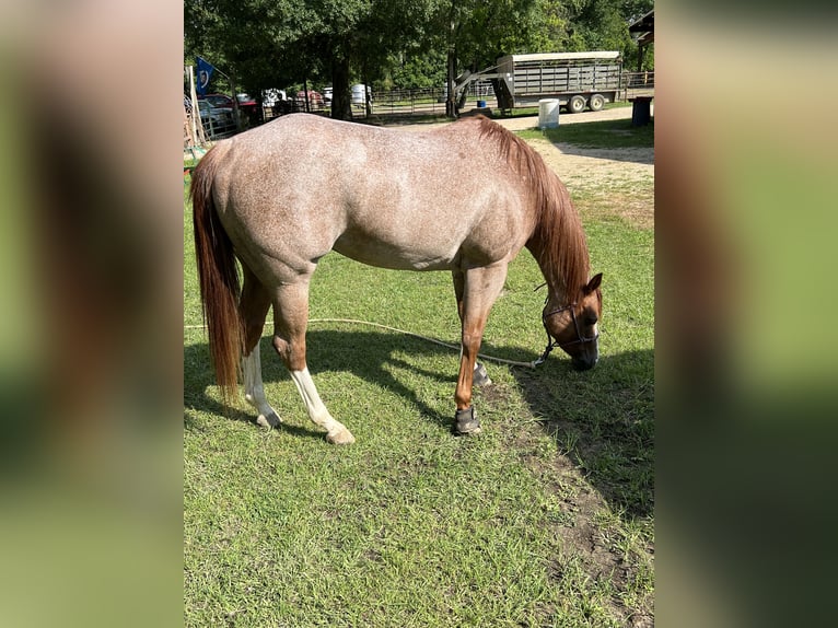 American Quarter Horse Gelding 6 years 15 hh Roan-Red in Baton Rouge LA