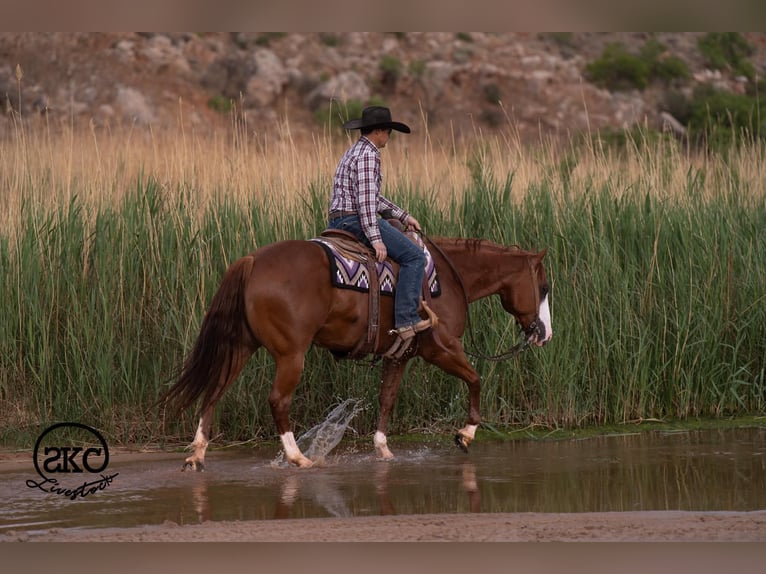 American Quarter Horse Gelding 6 years 15 hh Sorrel in Canyon
