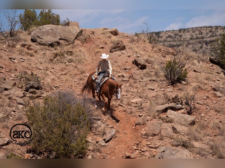 American Quarter Horse Gelding 6 years 15 hh Sorrel in Canyon