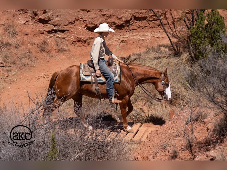 American Quarter Horse Gelding 6 years 15 hh Sorrel in Canyon