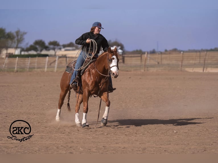 American Quarter Horse Gelding 6 years 15 hh Sorrel in Canyon