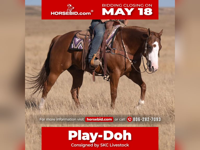 American Quarter Horse Gelding 6 years 15 hh Sorrel in Canyon