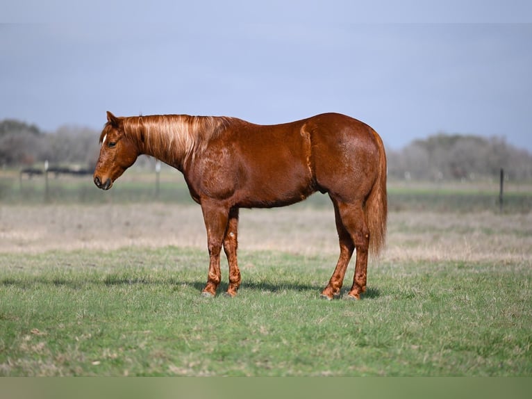 American Quarter Horse Gelding 6 years 15 hh Sorrel in Canyon, TX