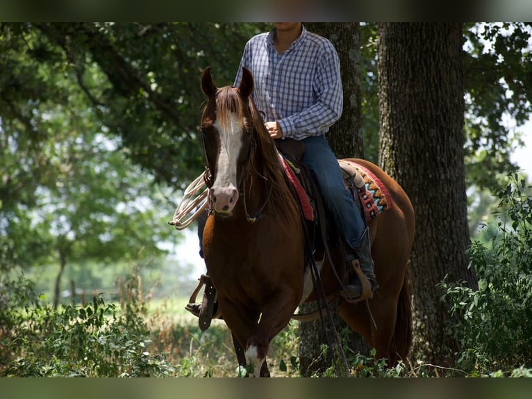American Quarter Horse Gelding 6 years 15 hh Sorrel in Sulphur Springs