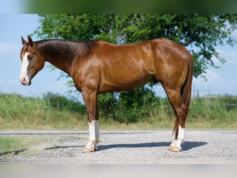American Quarter Horse Gelding 6 years 15 hh Sorrel in Sulphur Springs