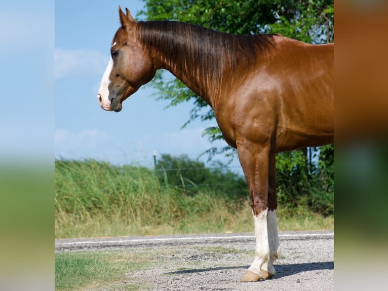 American Quarter Horse Gelding 6 years 15 hh Sorrel in Sulphur Springs