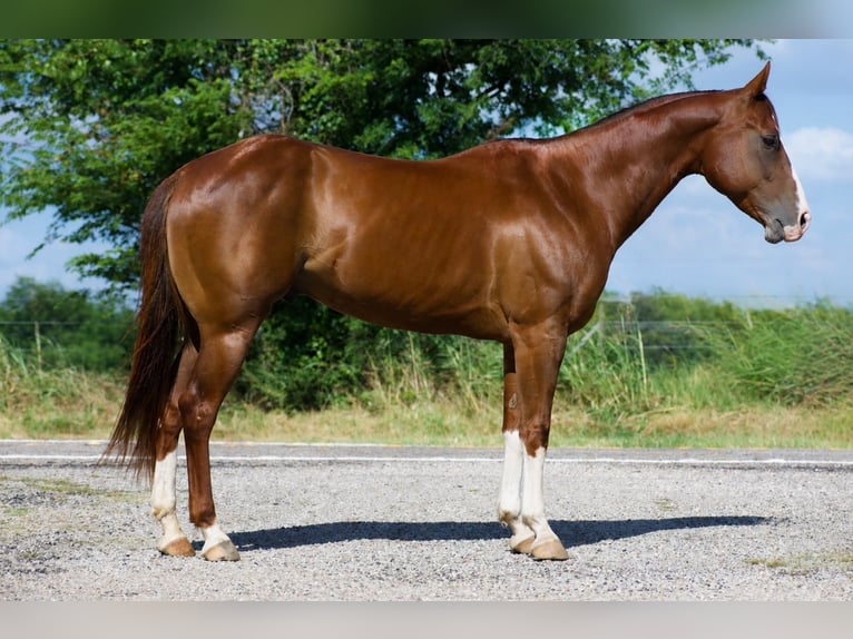 American Quarter Horse Gelding 6 years 15 hh Sorrel in Sulphur Springs