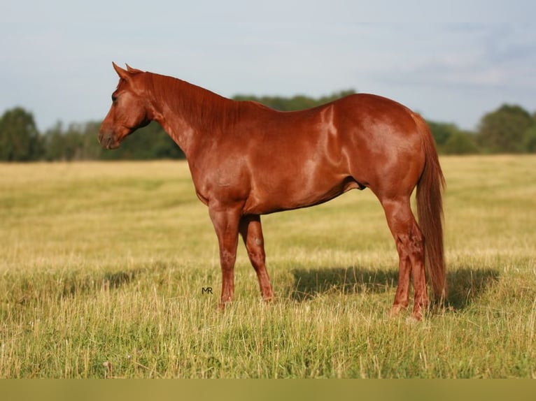American Quarter Horse Gelding 6 years 15 hh Sorrel in Verona