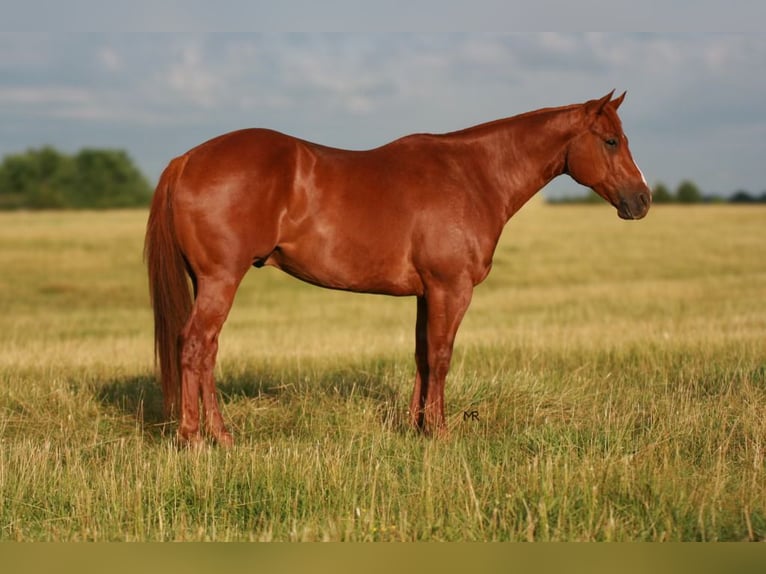 American Quarter Horse Gelding 6 years 15 hh Sorrel in Verona