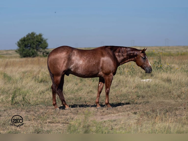 American Quarter Horse Gelding 6 years 15 hh Sorrel in Canyon