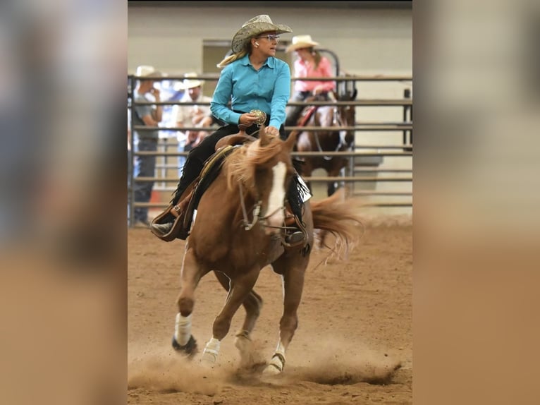 American Quarter Horse Gelding 6 years 15 hh Sorrel in OlatheOlathe, CO