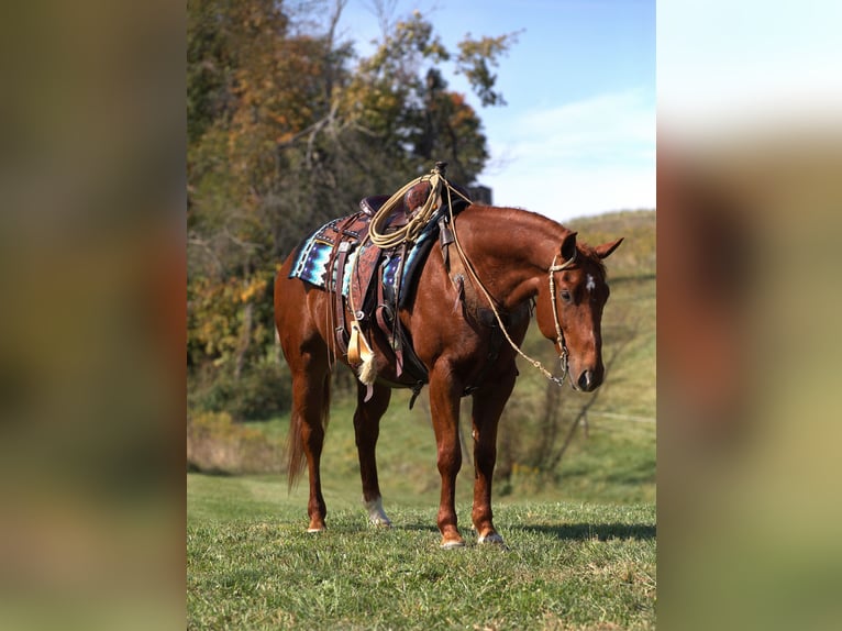 American Quarter Horse Gelding 6 years 15 hh Sorrel in Millersburg