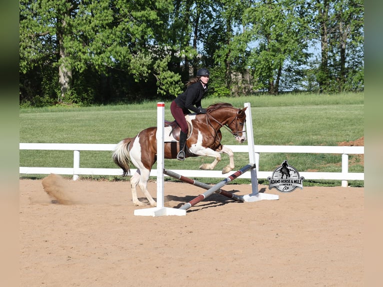 American Quarter Horse Gelding 6 years 15 hh Sorrel in Mount Vernon