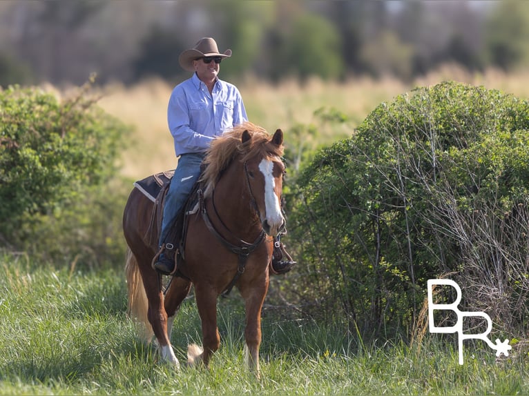 American Quarter Horse Gelding 6 years 15 hh Sorrel in Mountain Grove MO