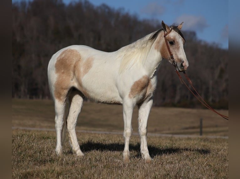 American Quarter Horse Gelding 6 years 15 hh Tobiano-all-colors in Whitley City Ky