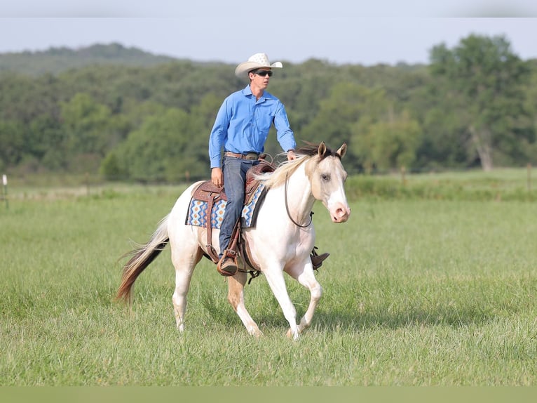 American Quarter Horse Gelding 6 years 15 hh Tobiano-all-colors in Adair Ok