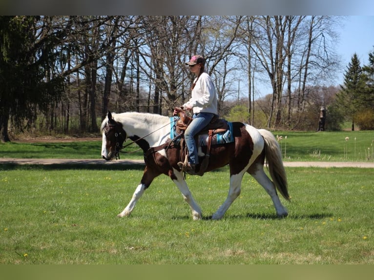 American Quarter Horse Gelding 6 years 15 hh Tobiano-all-colors in Howell MI