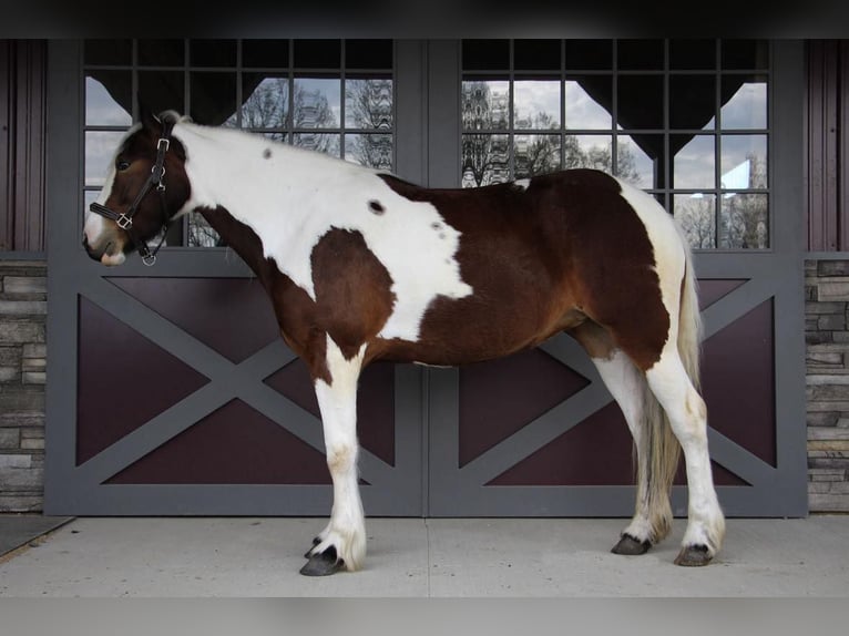 American Quarter Horse Gelding 6 years 15 hh Tobiano-all-colors in Howell MI