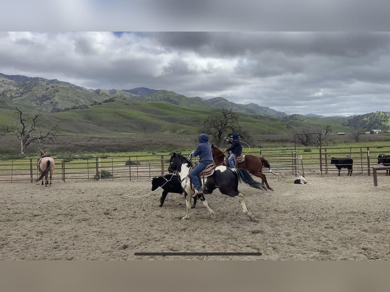 American Quarter Horse Gelding 6 years 15 hh Tobiano-all-colors in Paicines CA