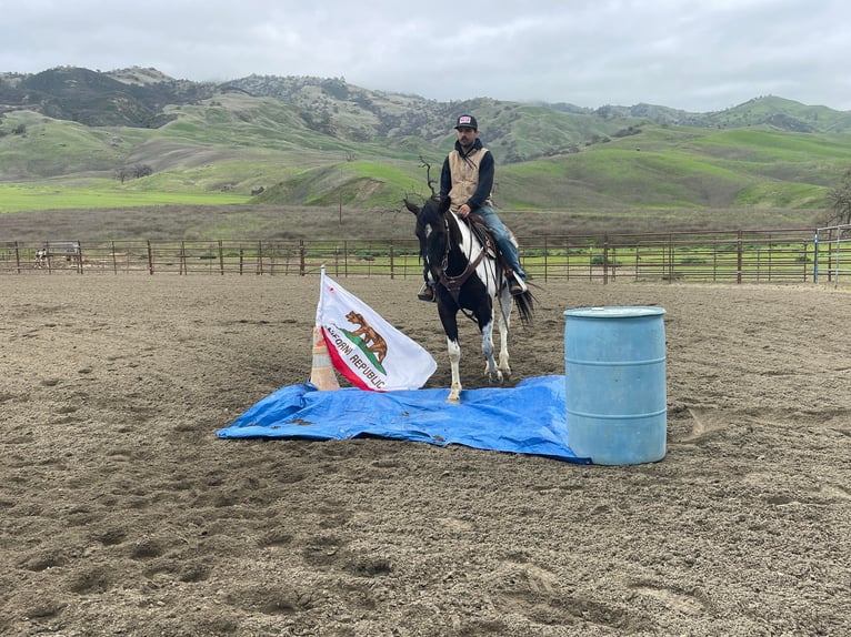 American Quarter Horse Gelding 6 years 15 hh Tobiano-all-colors in Paicines CA