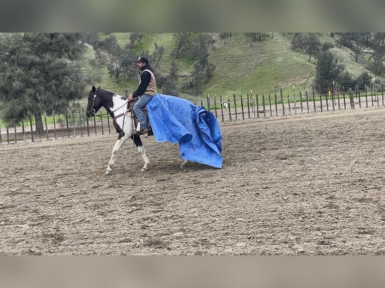 American Quarter Horse Gelding 6 years 15 hh Tobiano-all-colors in Paicines CA