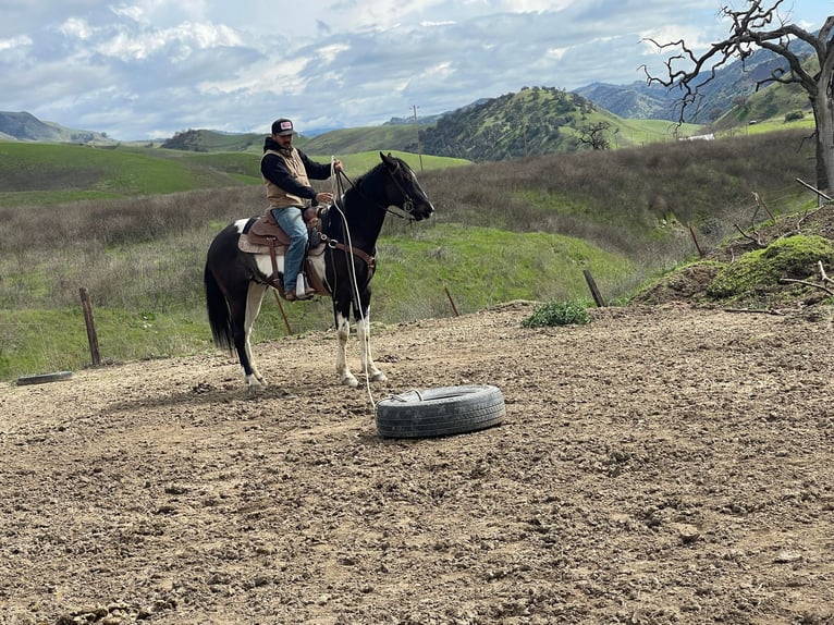 American Quarter Horse Gelding 6 years 15 hh Tobiano-all-colors in Paicines CA