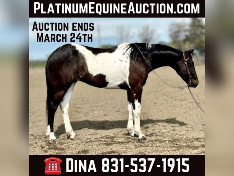 American Quarter Horse Gelding 6 years 15 hh Tobiano-all-colors in Paicines CA