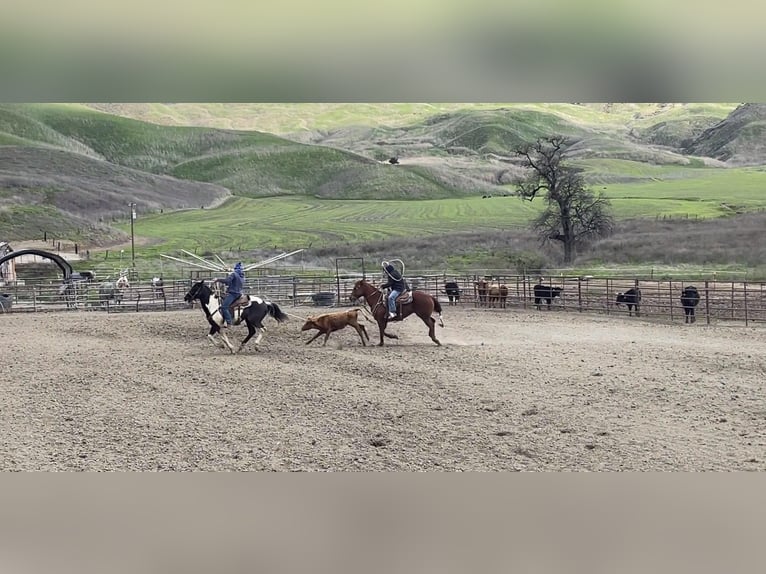 American Quarter Horse Gelding 6 years 15 hh Tobiano-all-colors in Paicines CA