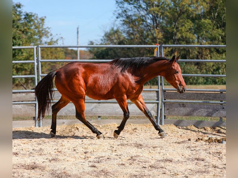 American Quarter Horse Gelding 6 years 15,1 hh Bay in Santa Fe