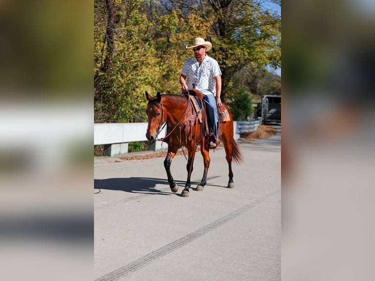 American Quarter Horse Gelding 6 years 15,1 hh Bay in Santa Fe