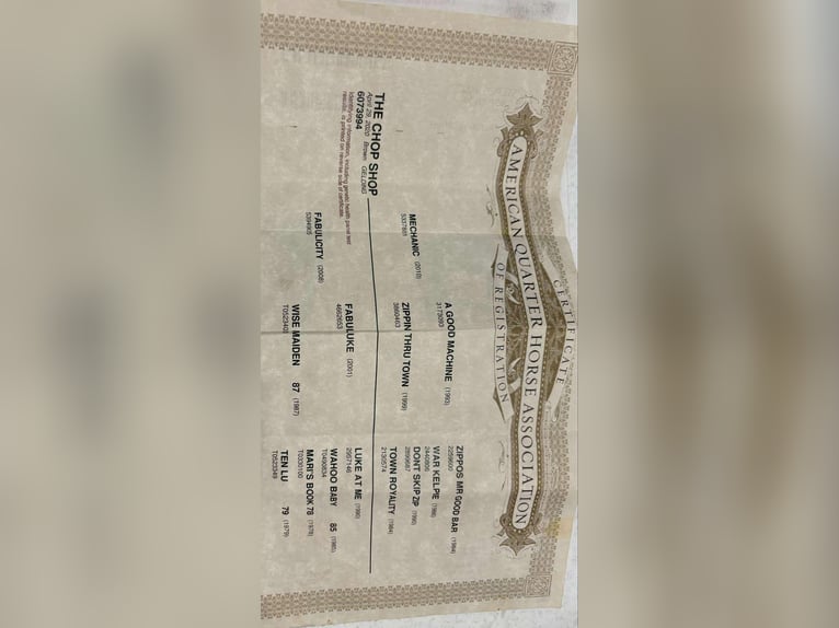 American Quarter Horse Gelding 6 years 15,1 hh Bay in Camp Verde, AZ