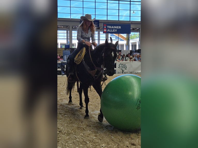 American Quarter Horse Gelding 6 years 15,1 hh Black in Wasserlosen