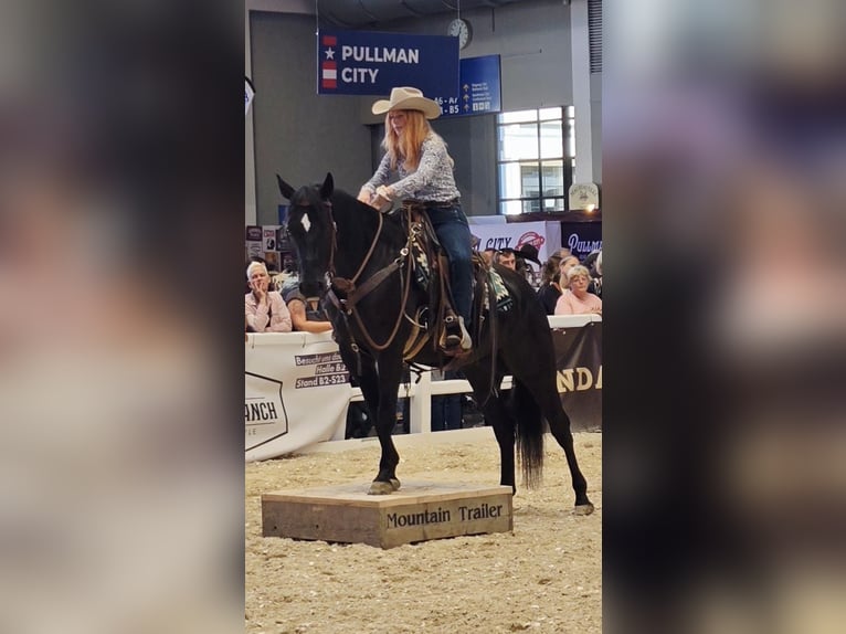 American Quarter Horse Gelding 6 years 15,1 hh Black in Wasserlosen