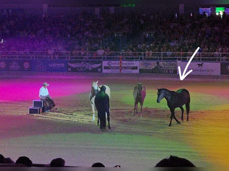 American Quarter Horse Gelding 6 years 15,1 hh Black in Wasserlosen