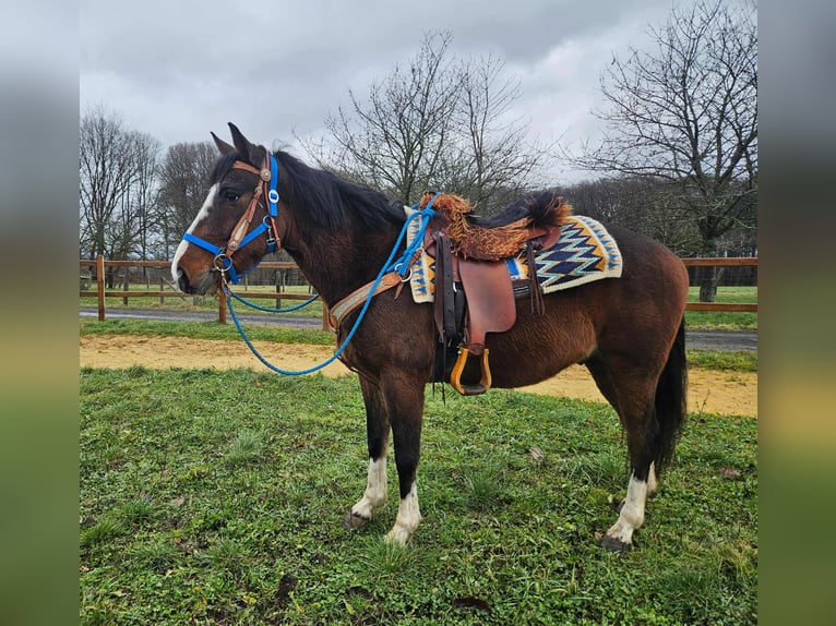 American Quarter Horse Mix Gelding 6 years 15,1 hh Brown in Linkenbach