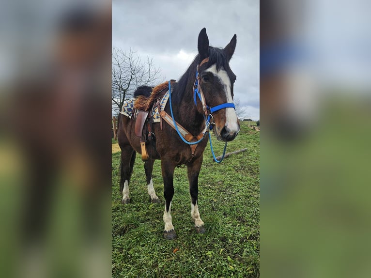 American Quarter Horse Mix Gelding 6 years 15,1 hh Brown in Linkenbach