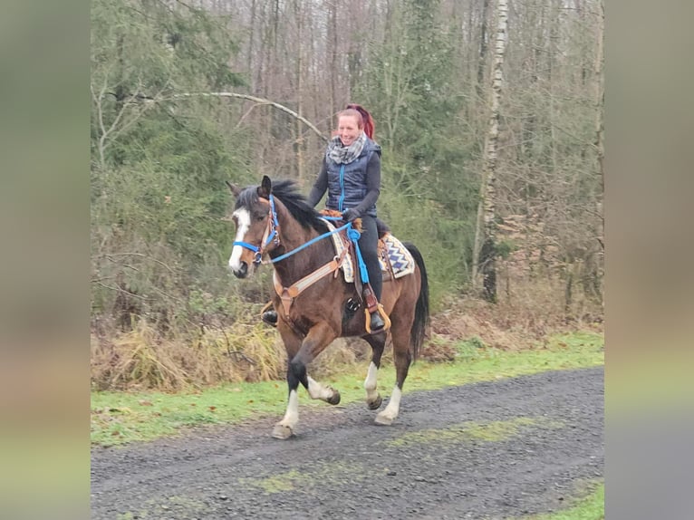 American Quarter Horse Mix Gelding 6 years 15,1 hh Brown in Linkenbach