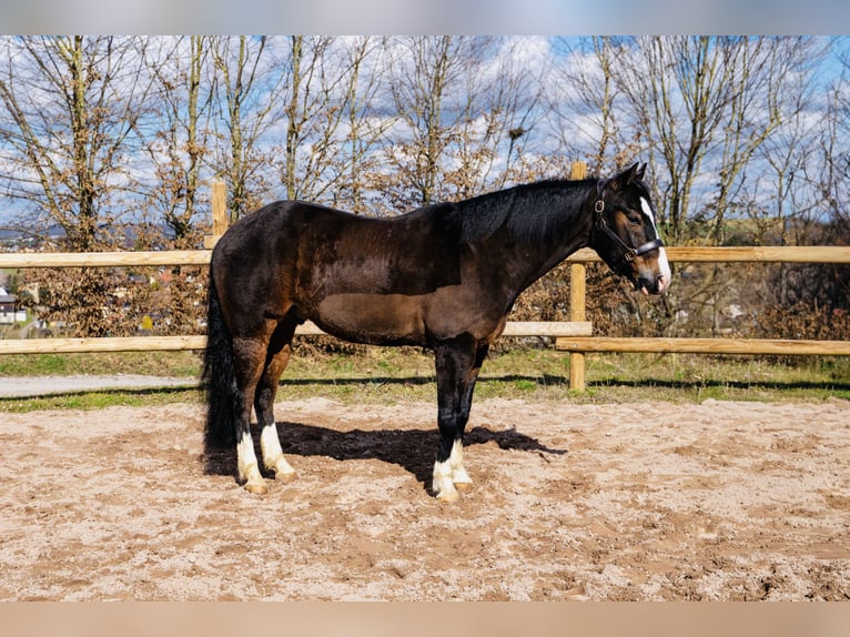 American Quarter Horse Gelding 6 years 15,1 hh Brown in Langenbrettach