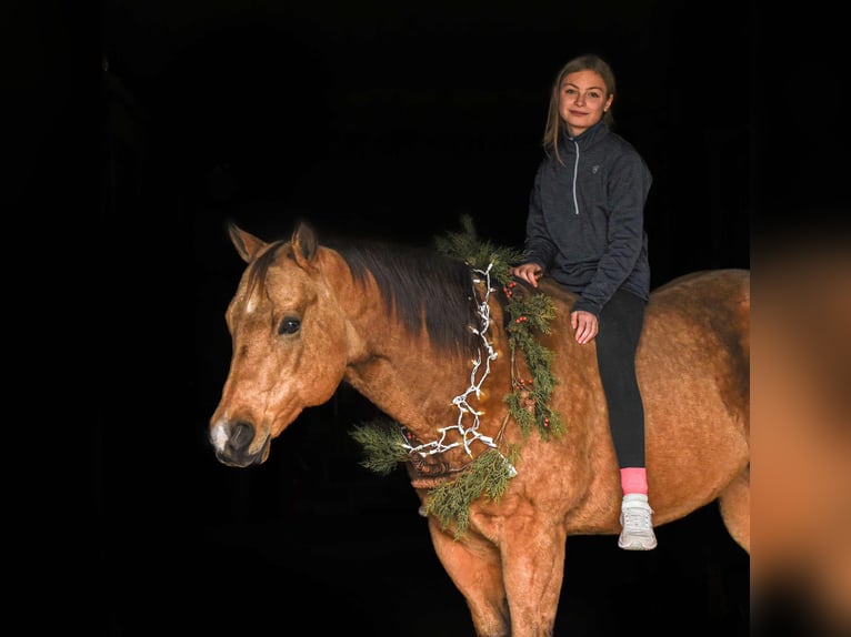 American Quarter Horse Gelding 6 years 15,1 hh Buckskin in New Holland